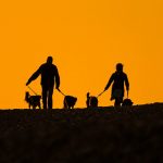 TRACING AGENTS AGENCIES SOUTH AFRICA